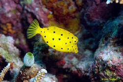 Juvenile Cube boxfish, Ostracion cubicus. Picture taken i... by Anouk Houben 